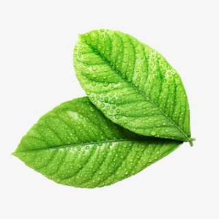 两片绿叶水珠免抠