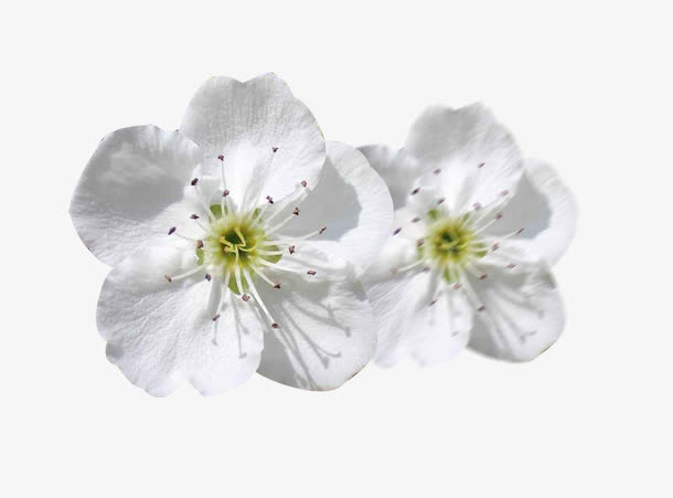 鲜花梨花花瓣图片素材免抠