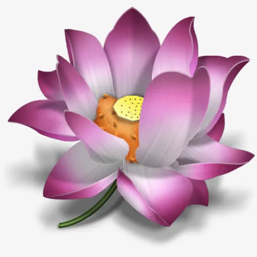 中国风紫色荷花免抠