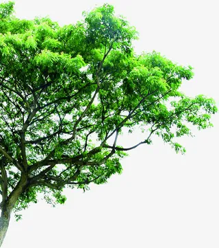 绿色清新春天大树景观植物免抠