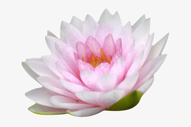 粉白色纯洁的长叶子水芙蓉实物免抠