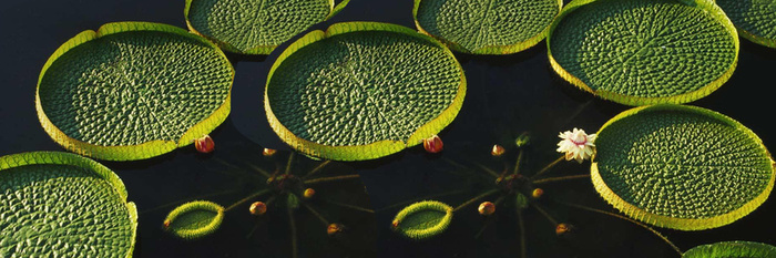 莲花睡莲莲叶高清