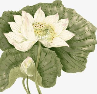 手绘白色莲花荷叶装饰免抠