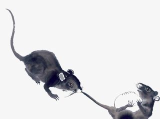 两只老鼠水墨绘画免抠