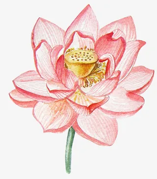 手绘卡通装饰花瓣花草装饰海报设免抠