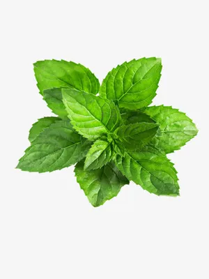 薄荷免抠