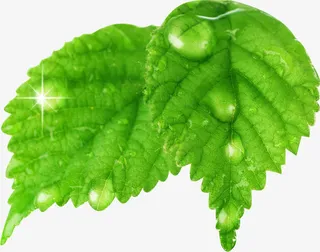 春天绿叶晶莹露珠日光免抠