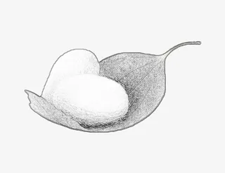 手绘唯美素描蚕茧免抠