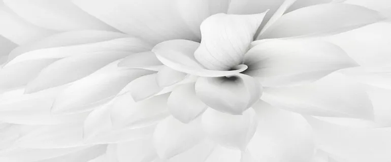白色简约大气花瓣背景素材高清
