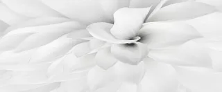 白色简约大气花瓣背景素材高清