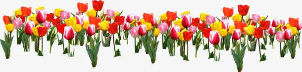 红粉色郁金香花海免抠