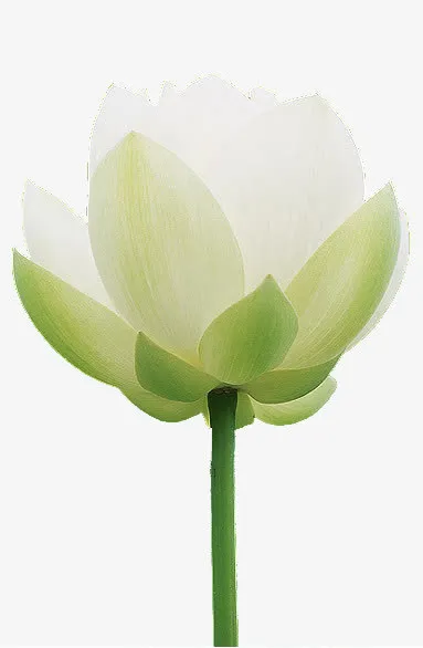 一朵白莲免抠