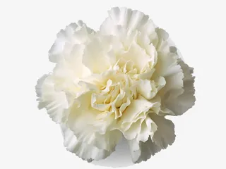 白色康乃馨花免抠