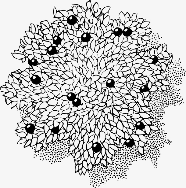 树木杨梅黑白风手绘线稿带投影免抠