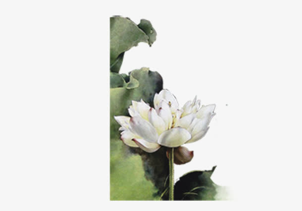 荷花免抠