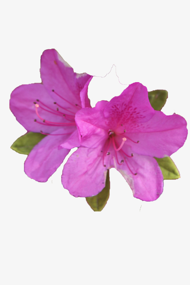 两朵紫色的绽放的杜鹃花瓣带叶子免抠