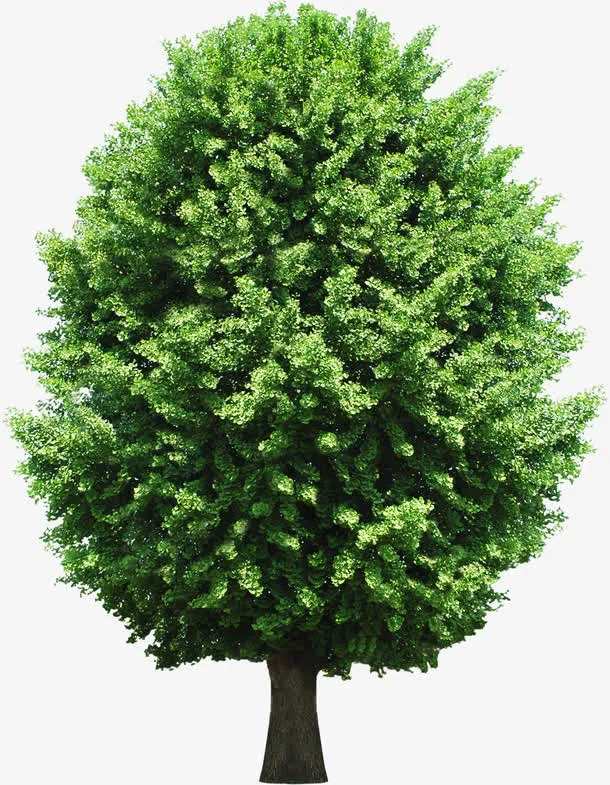 春天园林景观大树植物免抠