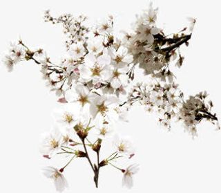 桃花淘宝促销海报首页免抠