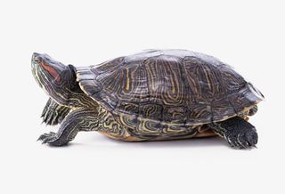 乌龟王八鳖小乌龟免抠