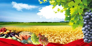 硕果累累丰收时刻高清