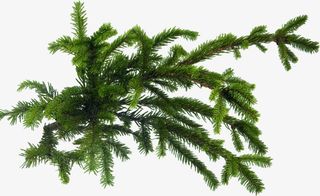 圣诞树圣诞装饰绿叶免抠