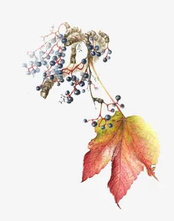 卡通树干果实免抠