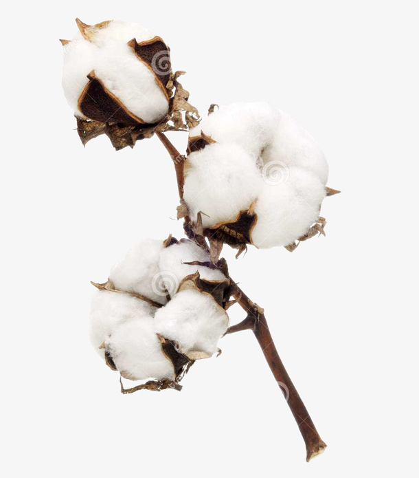 一枝精梳棉棉花图片素材免抠