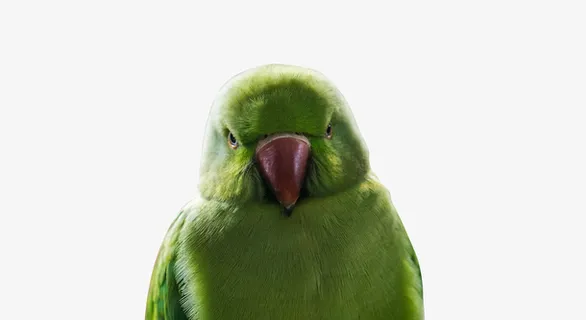 春天绿色小鸟毛茸茸免抠 春天绿色小鸟毛茸茸免抠