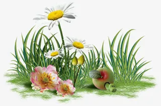 草地盛开的花免抠