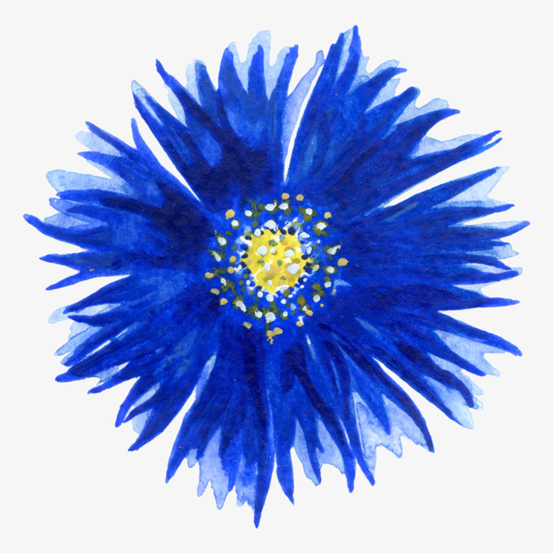 水彩紫色花朵免抠