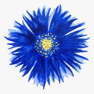 水彩紫色花朵免抠