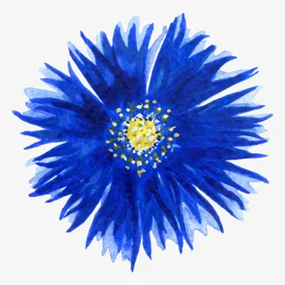 水彩紫色花朵免抠