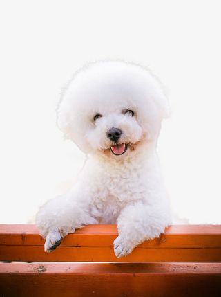 眯眯眼的狗狗免抠