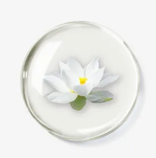 化妆品成分-雪莲花免抠 化妆品成分-雪莲花免抠