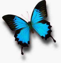 蓝色海报蝴蝶飞扬效果免抠