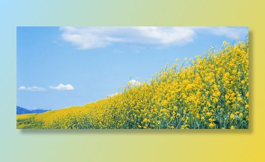 油菜花花海背景高清