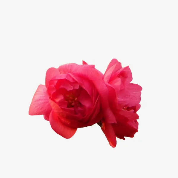 红色花瓣精美免抠png免抠