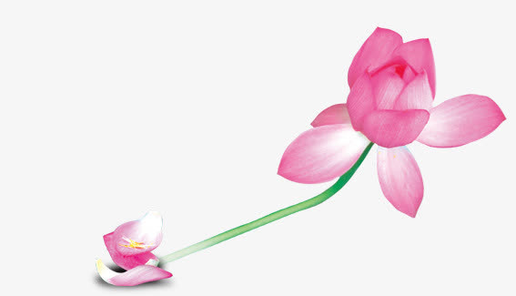 花朵和花瓣免抠