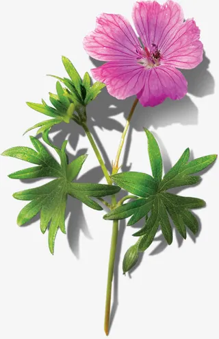 一束粉色的鲜花免抠