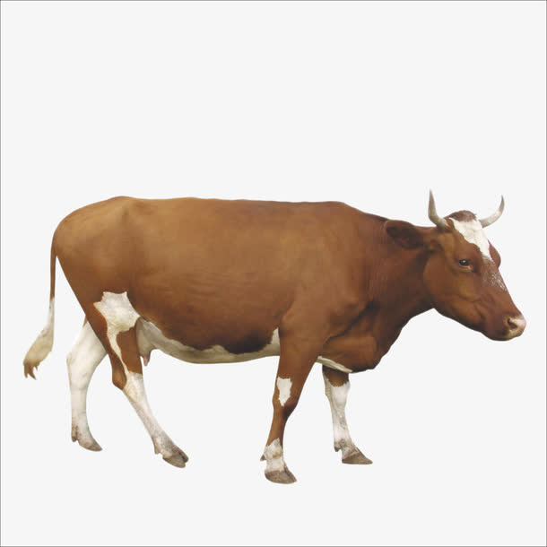 牛免抠