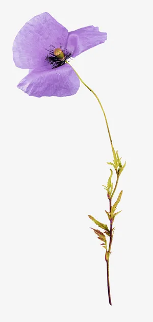 装饰花卉设计素材免抠