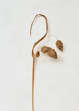 白色简约干枯树枝免抠