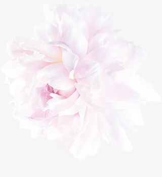 花朵已开花的免抠