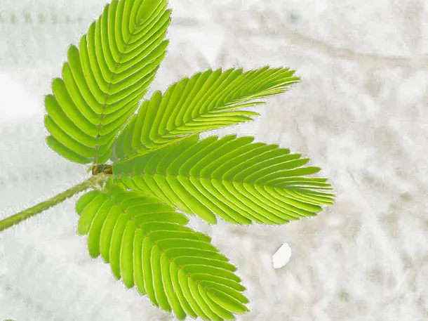 含羞草叶子免抠