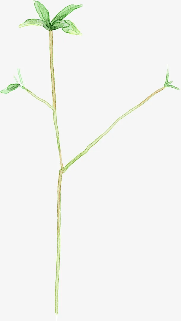 手绘绿色复古植物树枝免抠