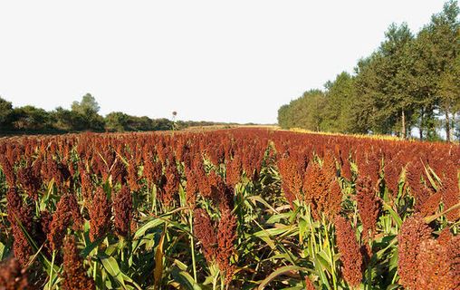 大片高粱地免抠