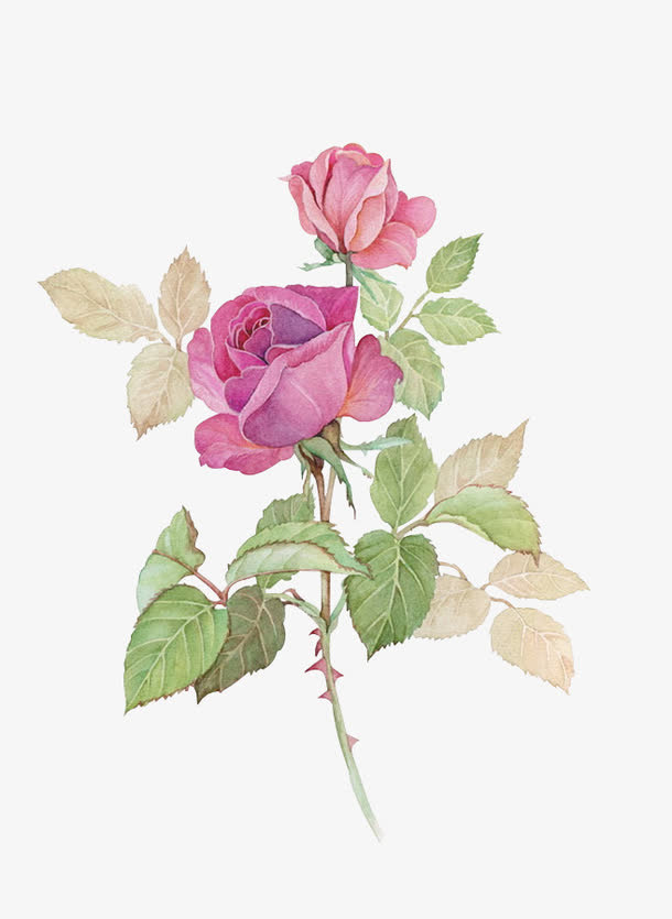 水彩花免抠