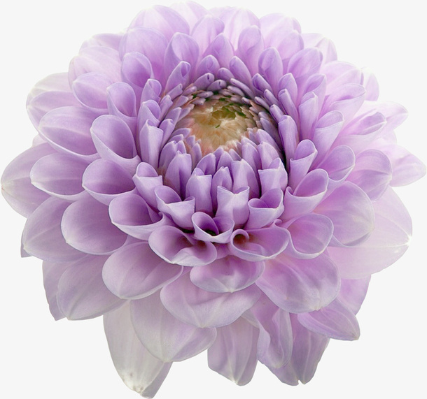 实物紫色大丽花花朵免抠