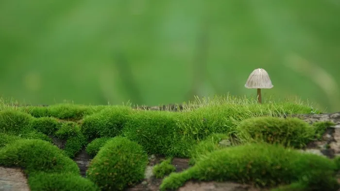 草地,背景,png,素材高清