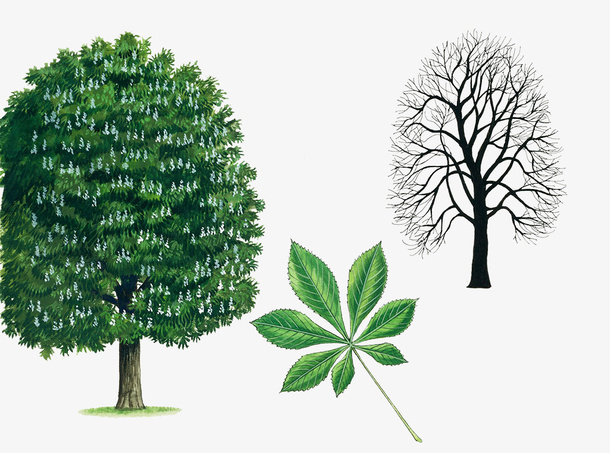 卡通手绘七叶树免抠